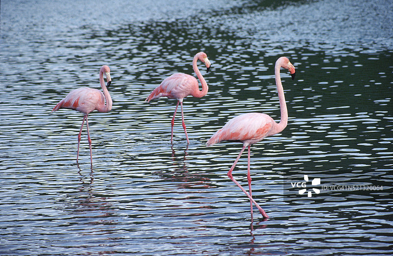 火烈鸟图片素材
