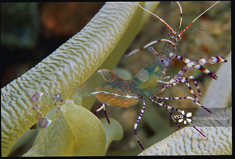 清洁虾图片素材