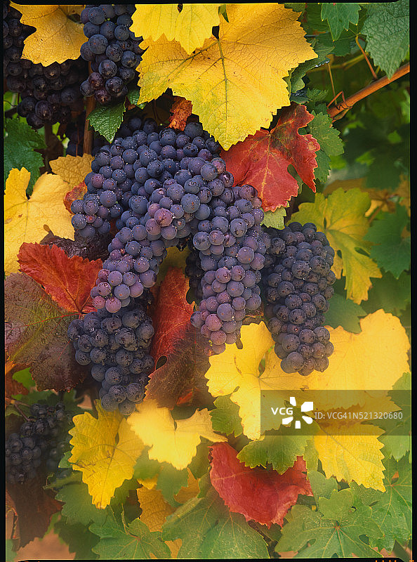 黑皮诺葡萄图片素材