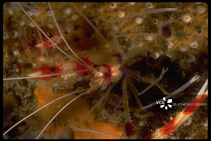 条纹珊瑚虾和鳚鱼图片素材