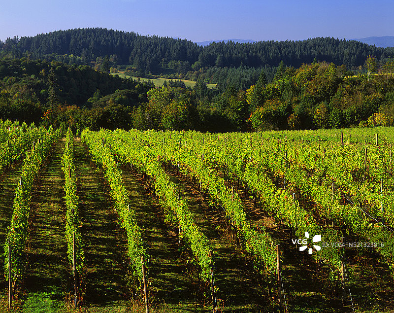 俄勒冈州威拉米特山谷的黑皮诺葡萄园图片素材