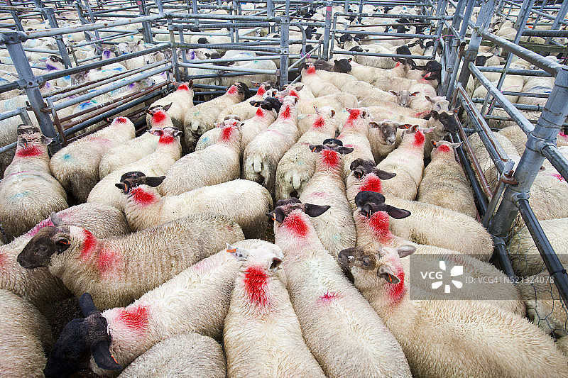 英国德文郡莫尔顿的农贸市场图片素材