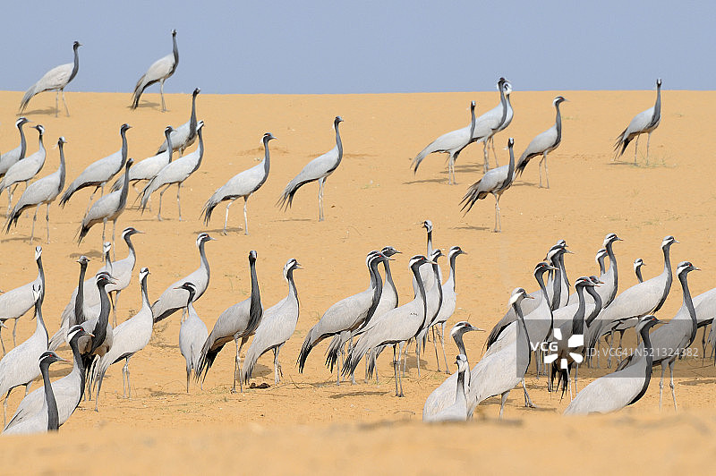 印度拉贾斯坦邦珀洛迪县吉迁的灰鹤图片素材