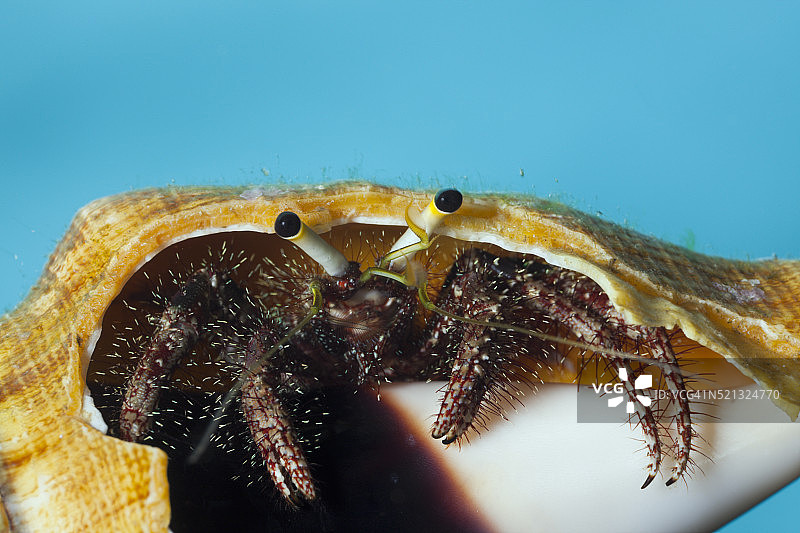 壳中的寄居蟹（Dardanus megistos）图片素材