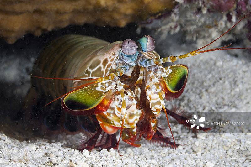 雀尾螳螂虾图片素材