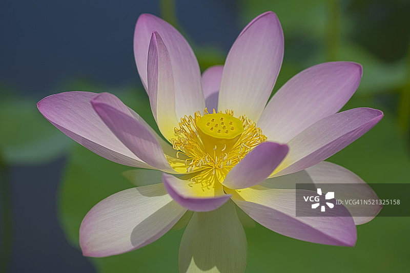 纽约植物园图片素材