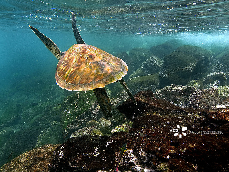 加拉帕戈斯绿海龟图片素材