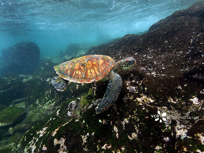 加拉帕戈斯绿海龟图片素材