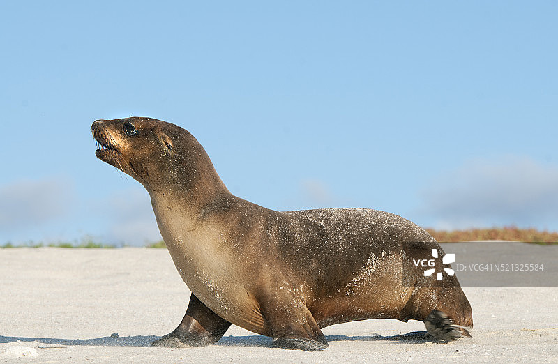 加拉帕戈斯海狮 (Zalophus wollebaeki)，Cerro Brujo，圣克里斯托瓦尔图片素材
