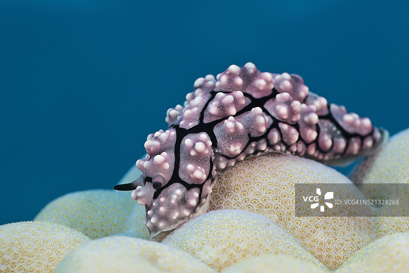 疣海蛞蝓(Phyllidiopsis krempfi)图片素材