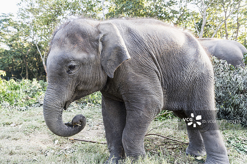 尼泊尔奇特旺国家公园的小象图片素材