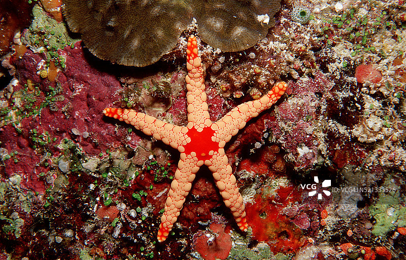 印度洋红网海星图片素材