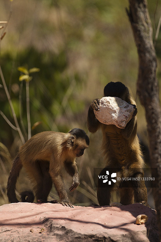 爱因斯坦或棕色卷尾猴用石头砸坚果图片素材