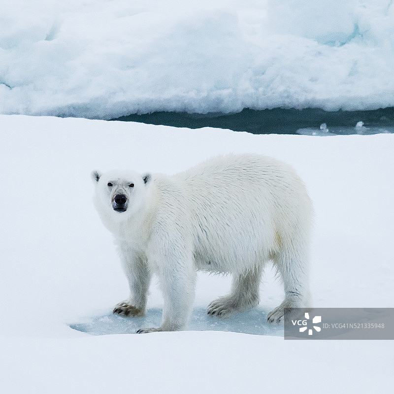 北极熊图片素材