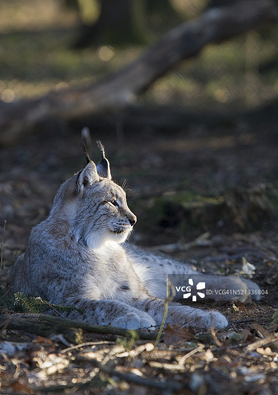 德国巴伐利亚的猞猁（猫科动物）图片素材