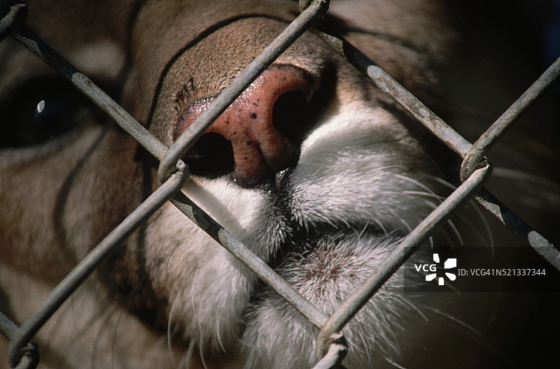 笼中的美洲狮面部图片素材