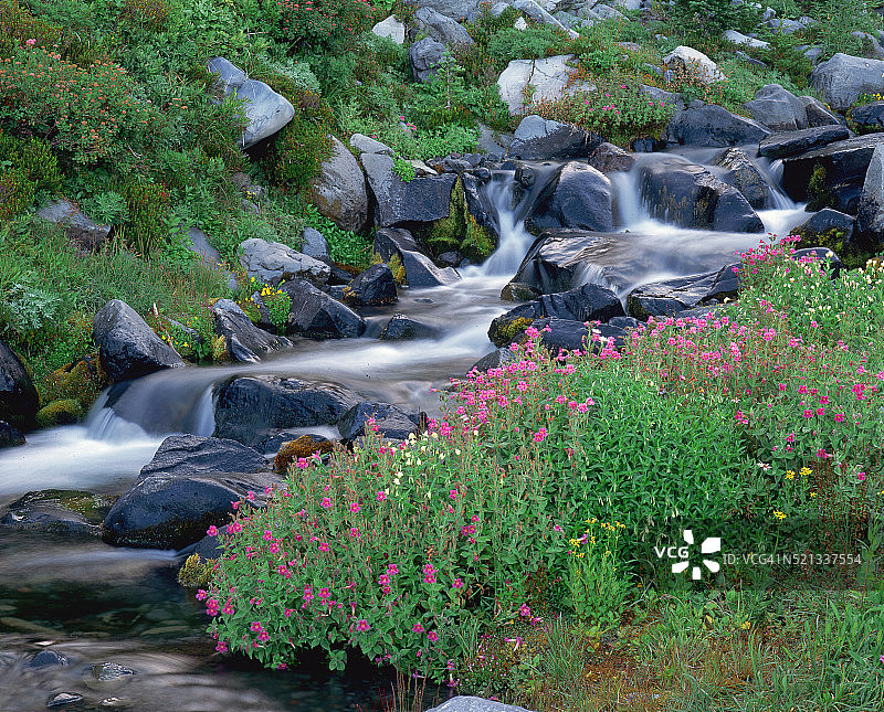 天堂河畔盛开的粉色猴面花图片素材