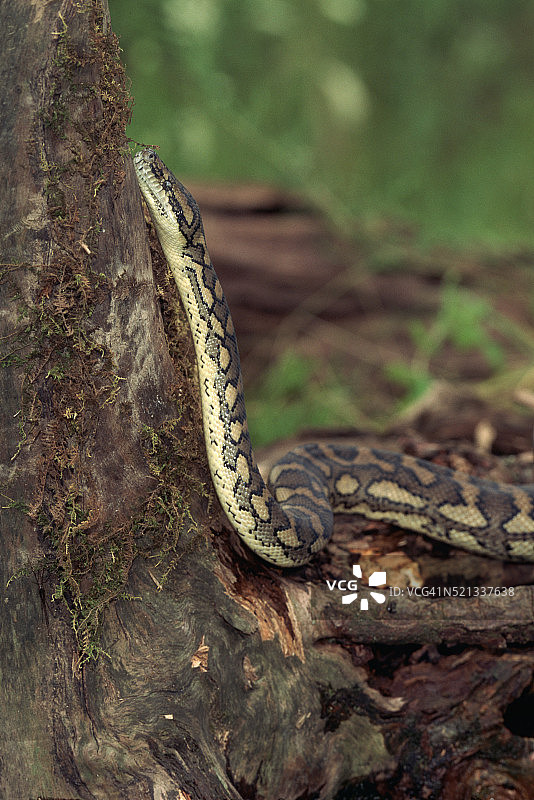地毯蟒（Morelia spilotes variegata）在树下图片素材