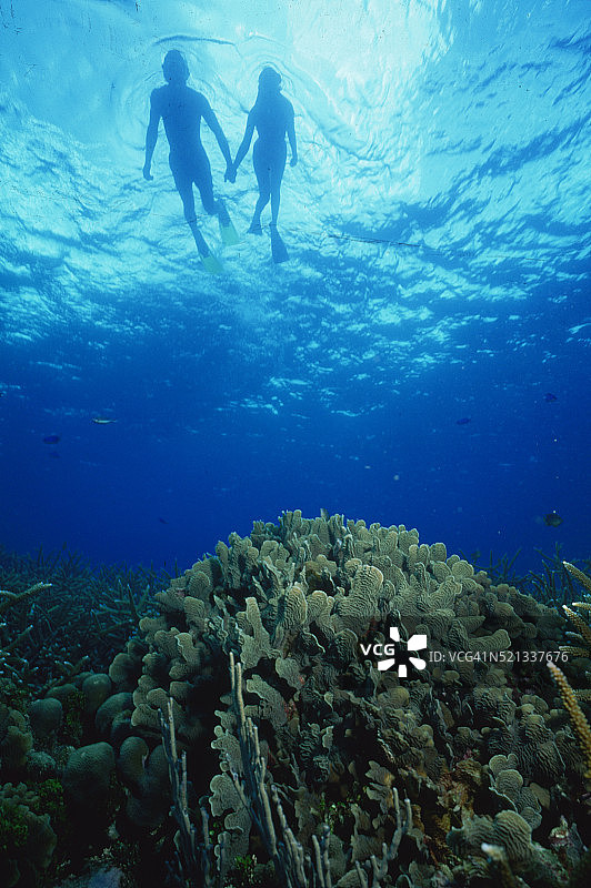 鹿角珊瑚和莴苣珊瑚图片素材