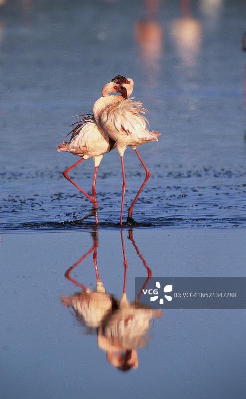 肯尼亚的小红鹳图片素材