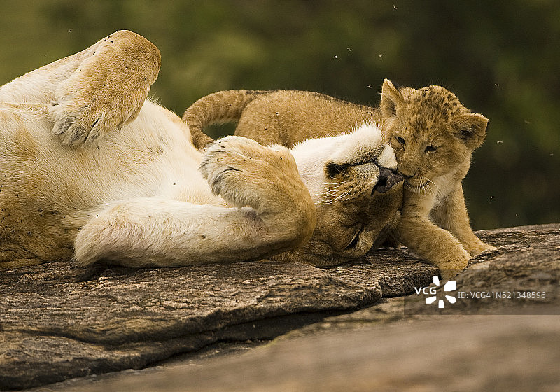母狮和小狮子玩耍图片素材