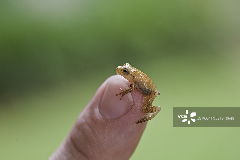 指尖上的春季雨蛙图片素材