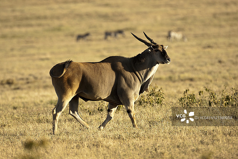 坦桑尼亚恩戈罗恩戈罗火山口的普通大羚羊图片素材