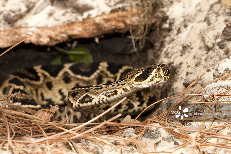 菱斑响尾蛇，受控环境，美国宾夕法尼亚州中部图片素材