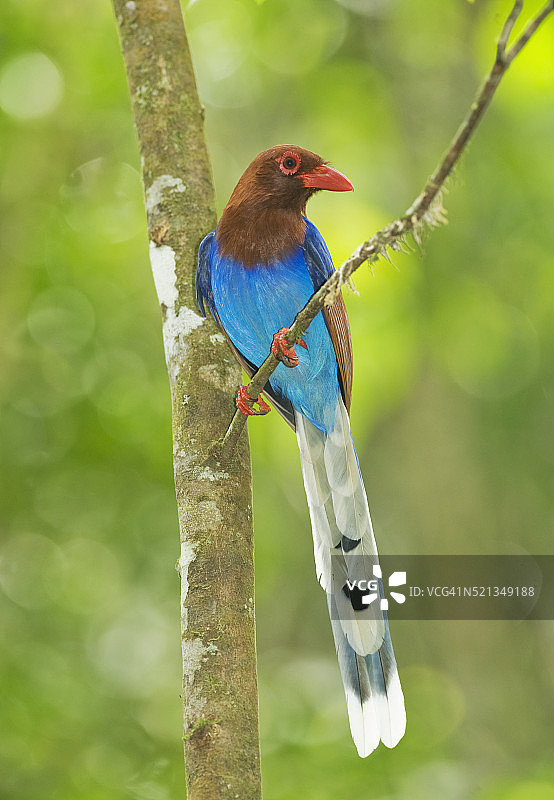 斯里兰卡蓝鹊，锡哈拉贾保护区特有濒危物种图片素材