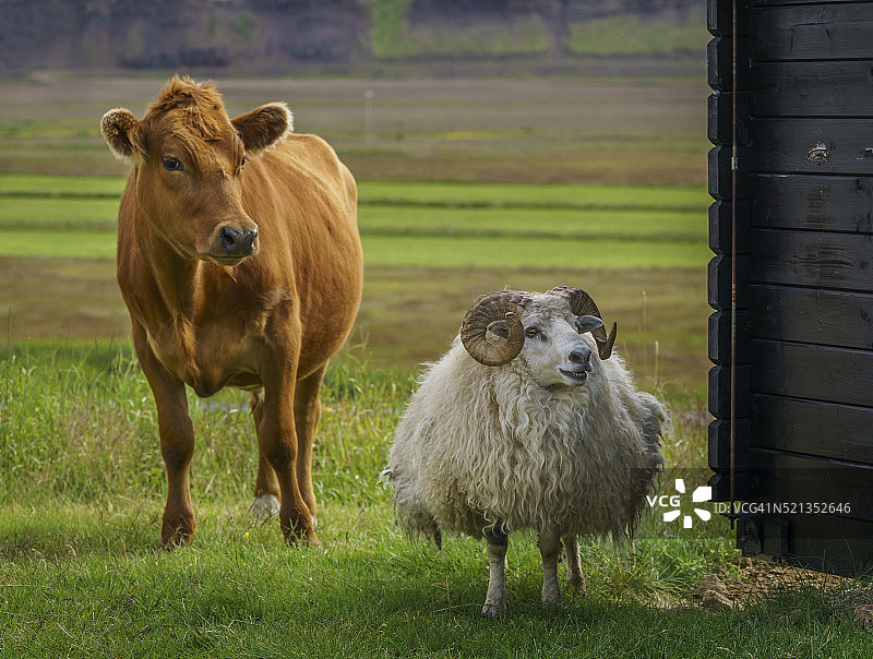 冰岛农场上的奶牛和绵羊图片素材