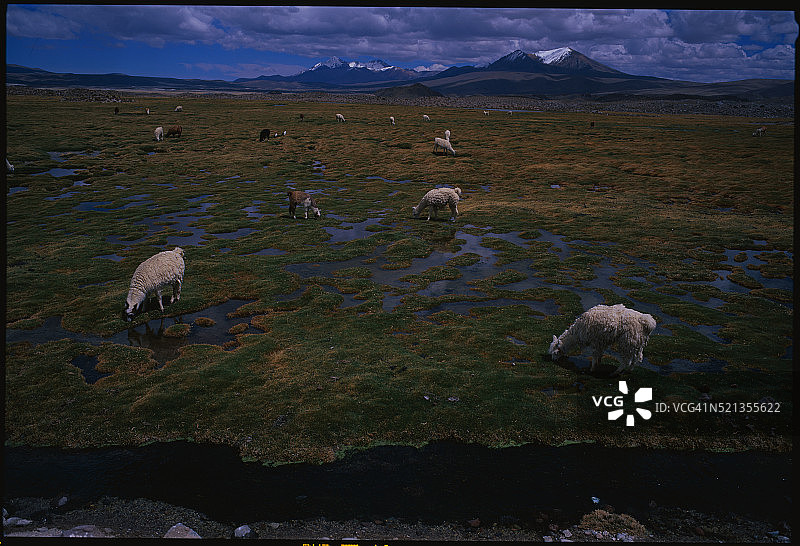 湿地中吃草的羊驼图片素材