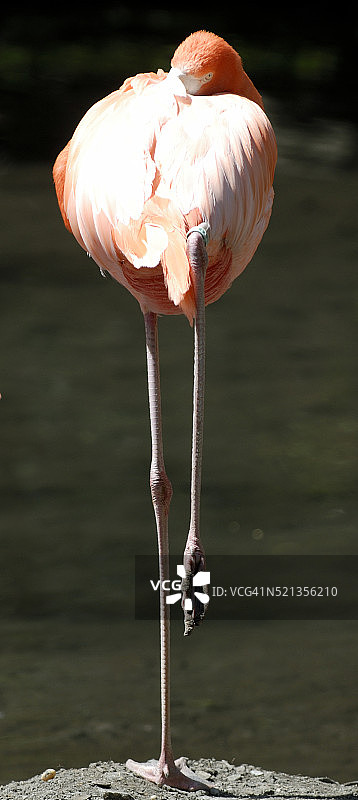 布朗克斯动物园里的火烈鸟图片素材