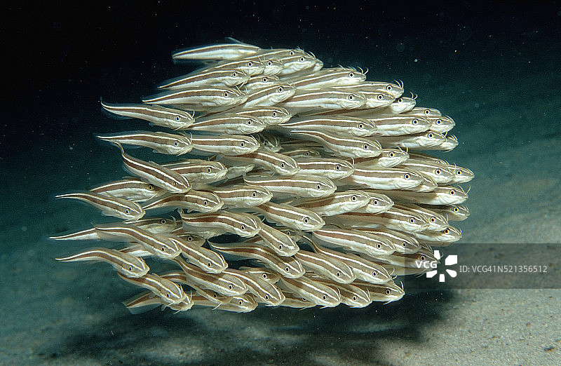 线纹鳗鲶鱼群图片素材