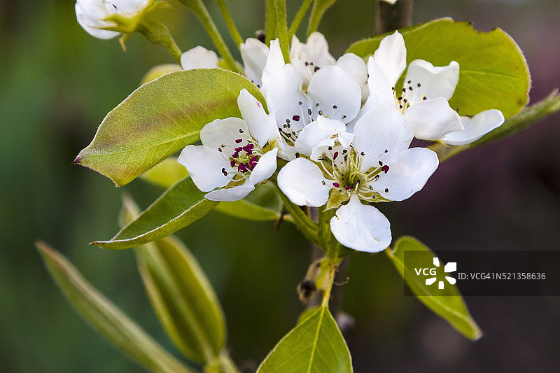 梨树开花图片素材