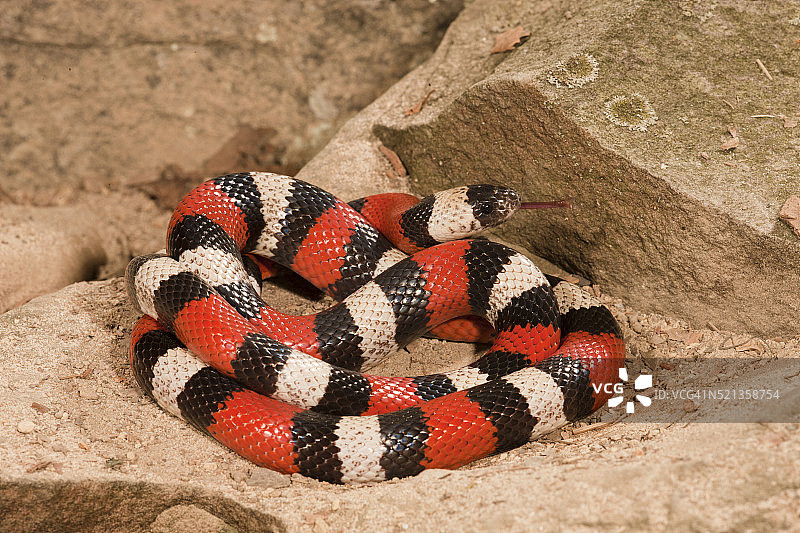 普埃布拉牛奶蛇；墨西哥本土；受控环境图片素材