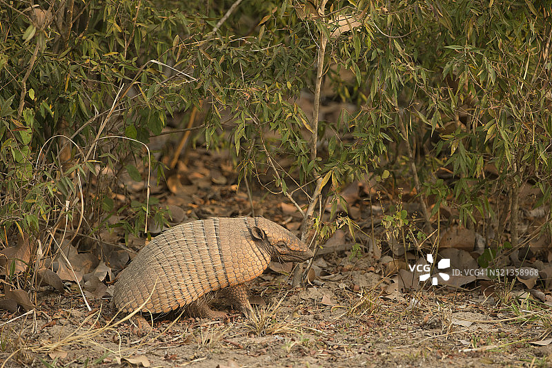 巴西灌木丛中的六带犰狳或黄色犰狳图片素材