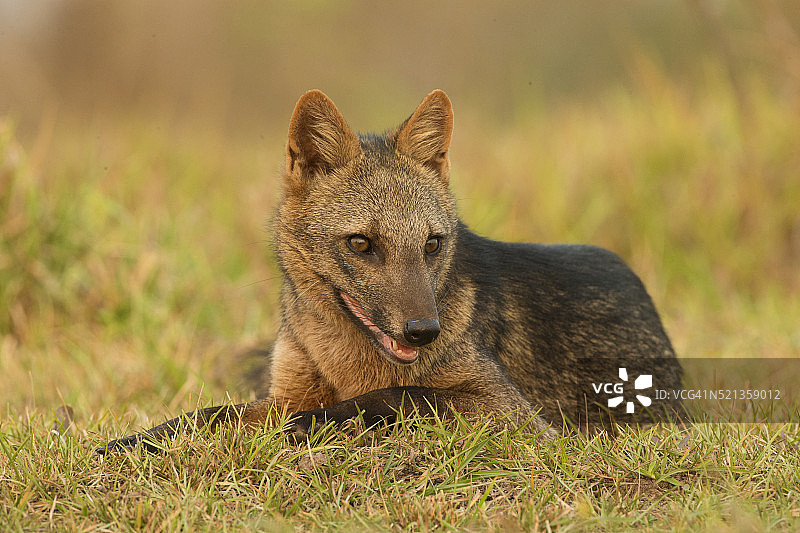 食蟹狐图片素材