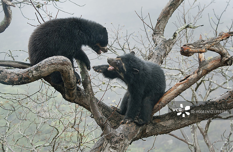 眼镜熊，查帕里保护区，秘鲁兰巴耶克省图片素材