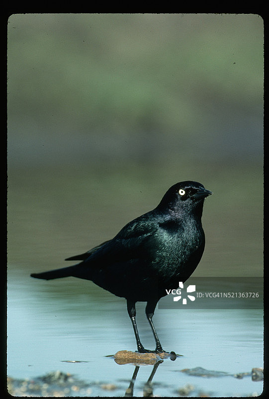 站在水中的雄性黑鹂图片素材