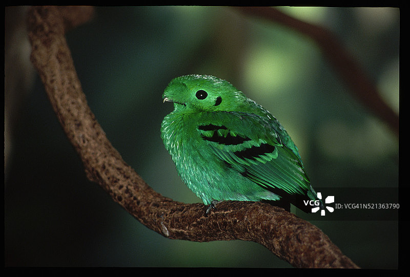 树枝上的绿色阔嘴鸟图片素材