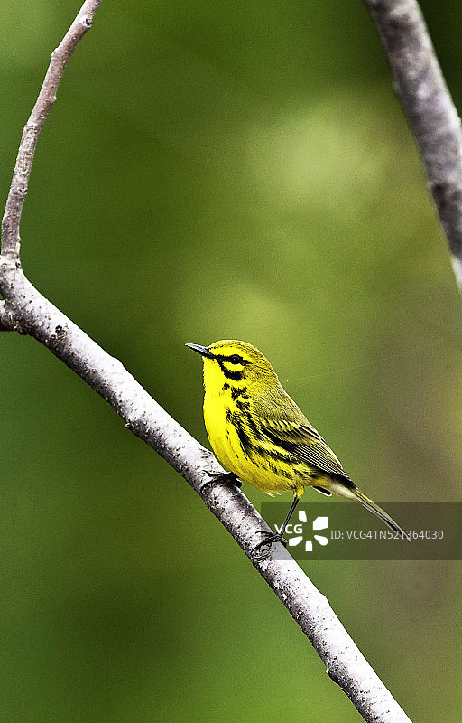 草原莺图片素材