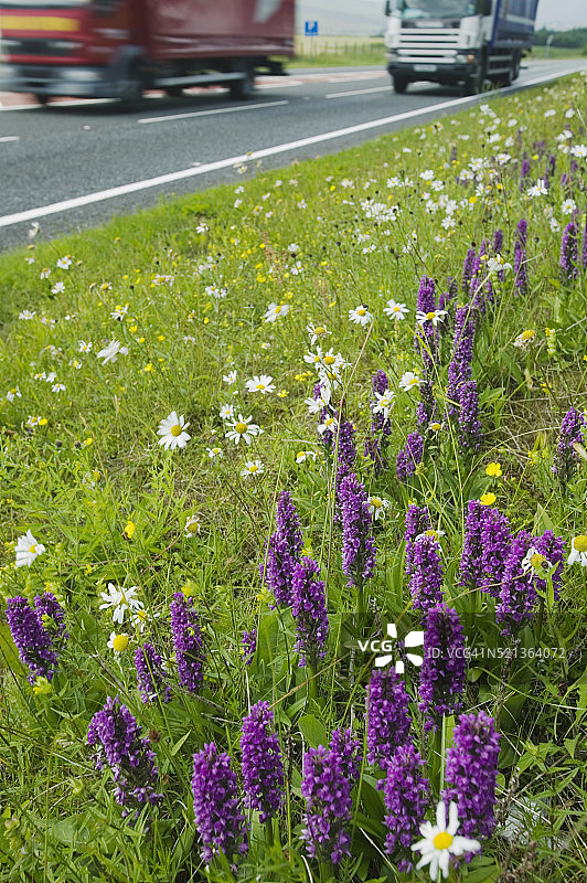 高速公路边上的野花图片素材
