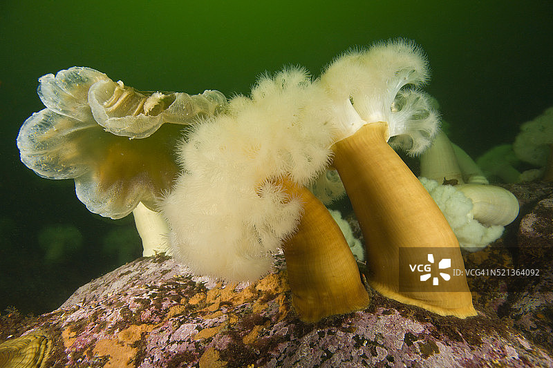 褶边海葵图片素材