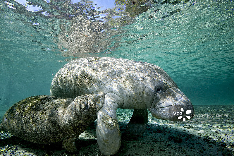 佛罗里达海牛图片素材