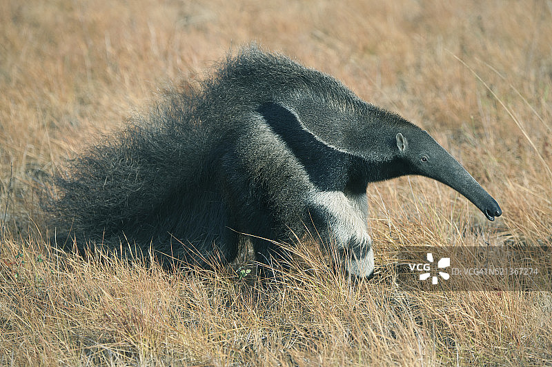 圭亚那卡兰布牧场的巨食蚁兽图片素材