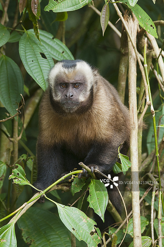 棕色卷尾猴，秘鲁马努国家公园图片素材