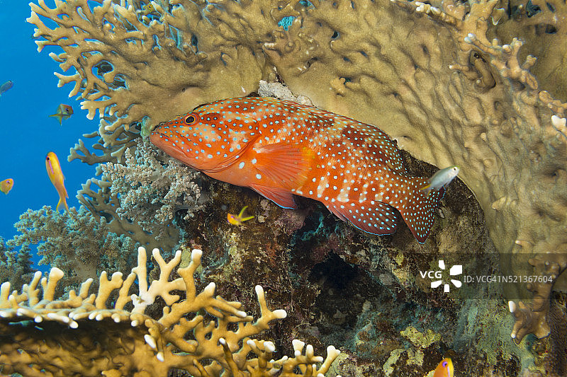 红海珊瑚中隐藏的石斑鱼图片素材