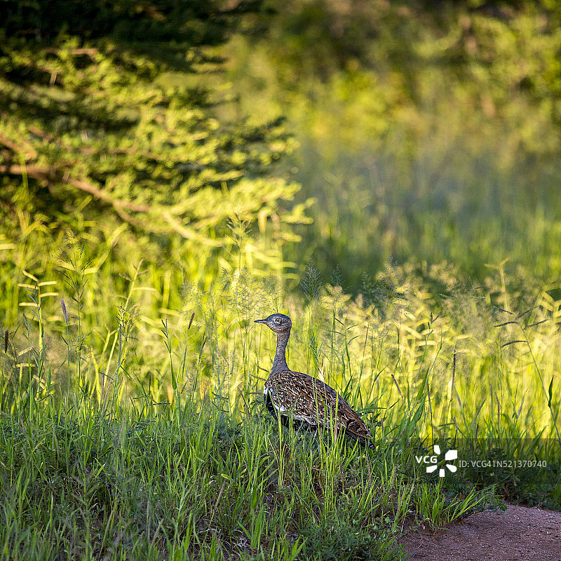在非洲纳米比亚奥孔吉马享受日光浴的鸟图片素材