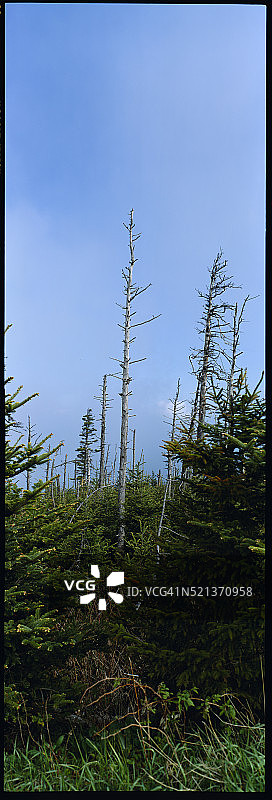 酸雨损坏的树木图片素材
