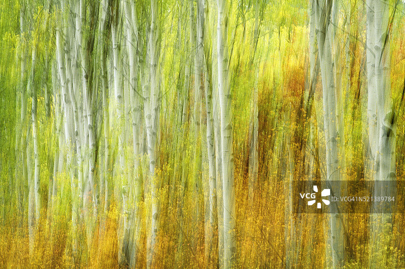科布勒山口的白杨树林图片素材